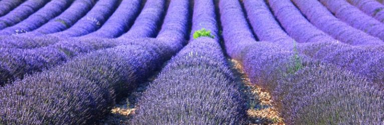 Provenza autentica e lavande  dal 03 al 07 luglio 2026